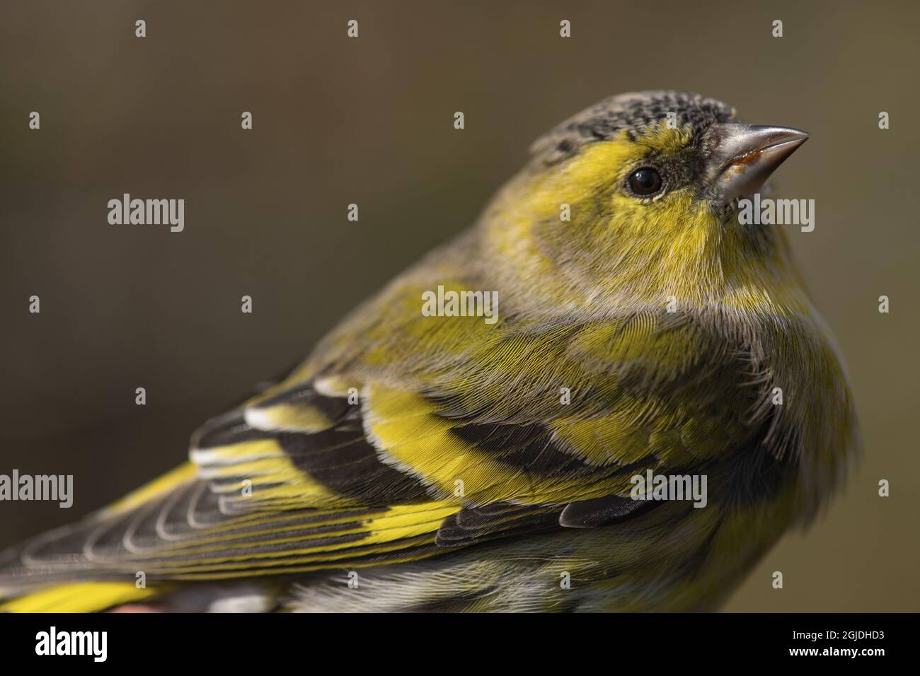 Siskin eurasiatico (Spinus spinus). Spinus spinus Linné, 1758 Photo: Magnus Martinsson / TT code 2734 Foto Stock