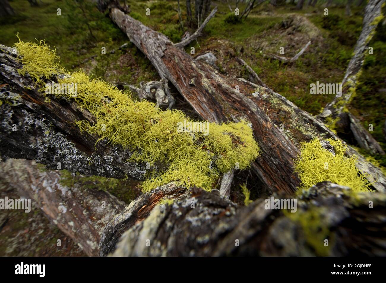 Wolf Lichen (Letharia vulpina). Letharia vulpina (Linné) Foto: Magnus Martinsson / TT code 2734 Foto Stock