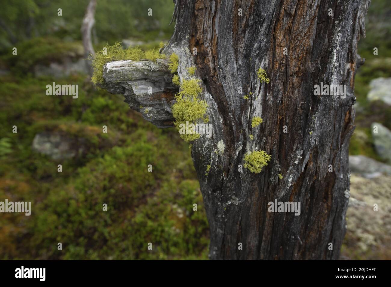 Wolf Lichen (Letharia vulpina). Letharia vulpina (Linné) Foto: Magnus Martinsson / TT code 2734 Foto Stock