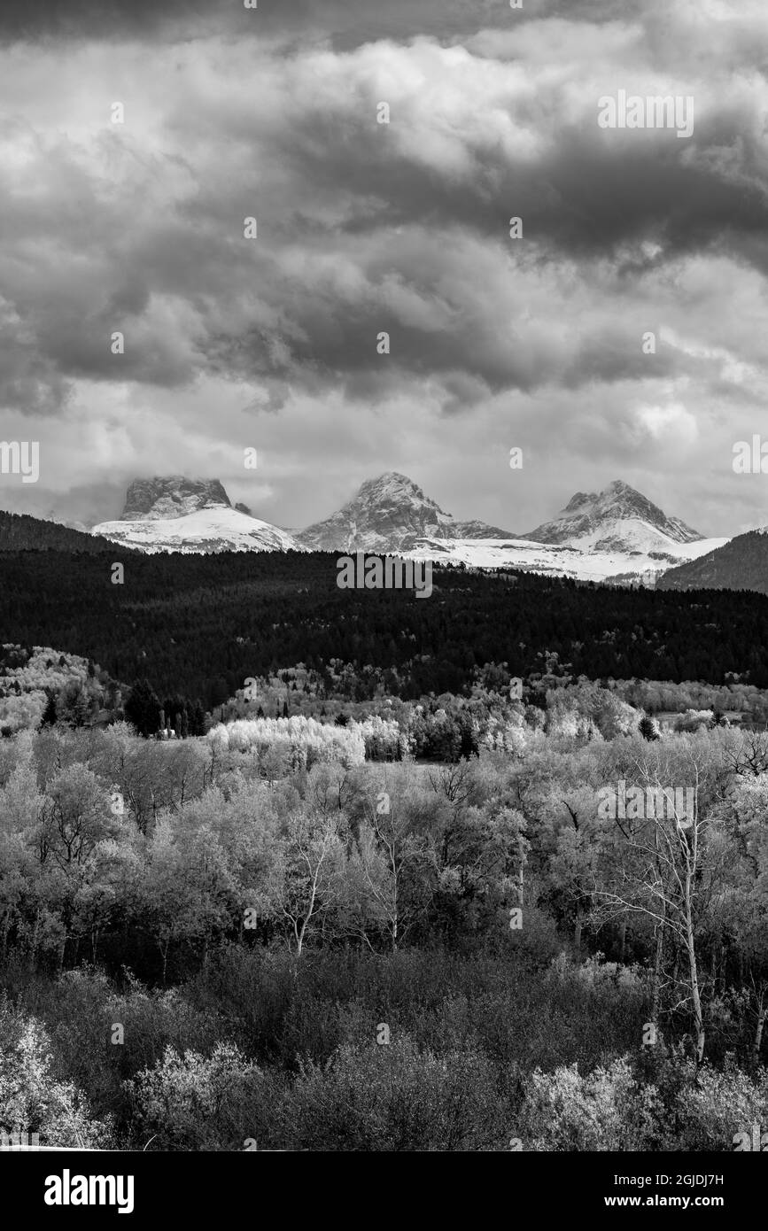 Alberi di Aspen bianchi e neri con montagne di Teton innevate come visto da ovest. Foto Stock