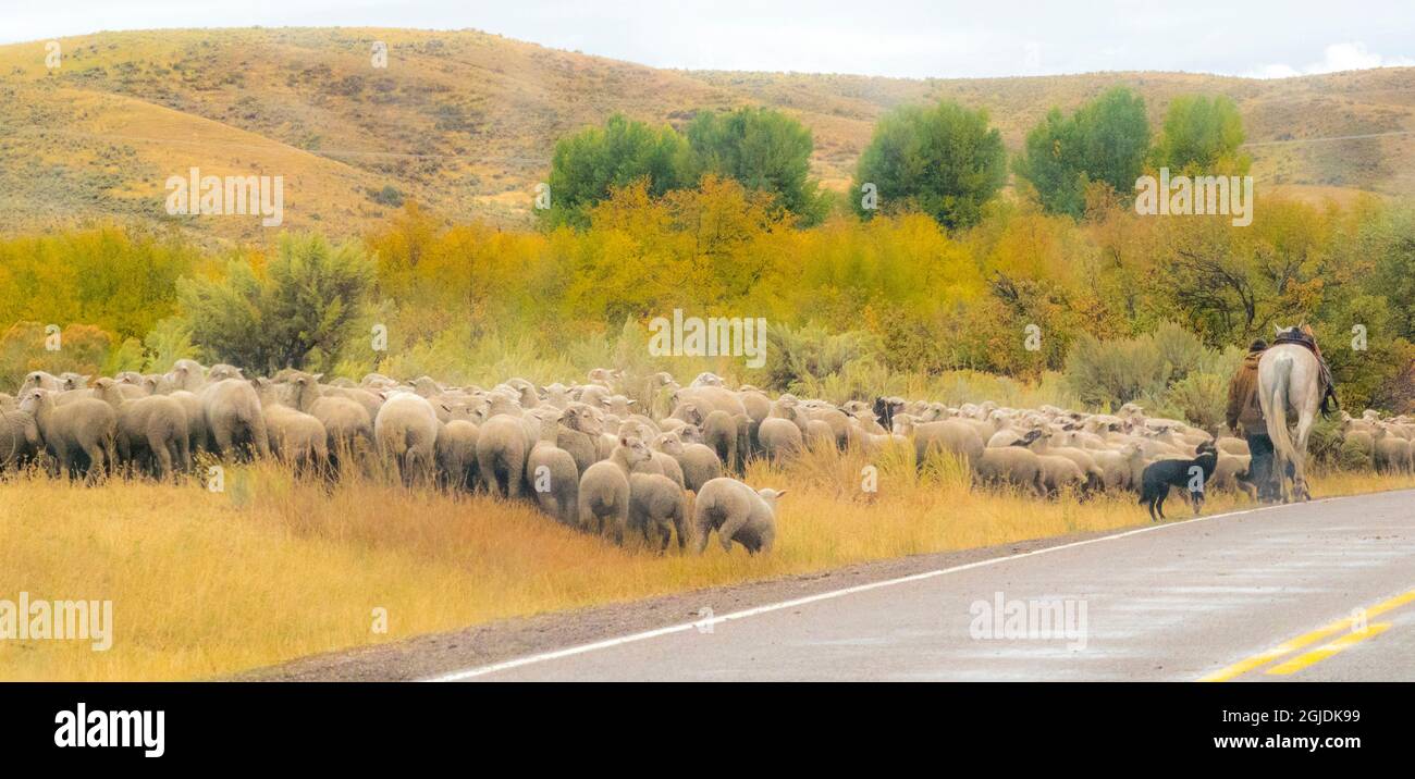 USA, Idaho, Montpelier pastorizia pecore appena fuori della Hwy 89 Foto Stock