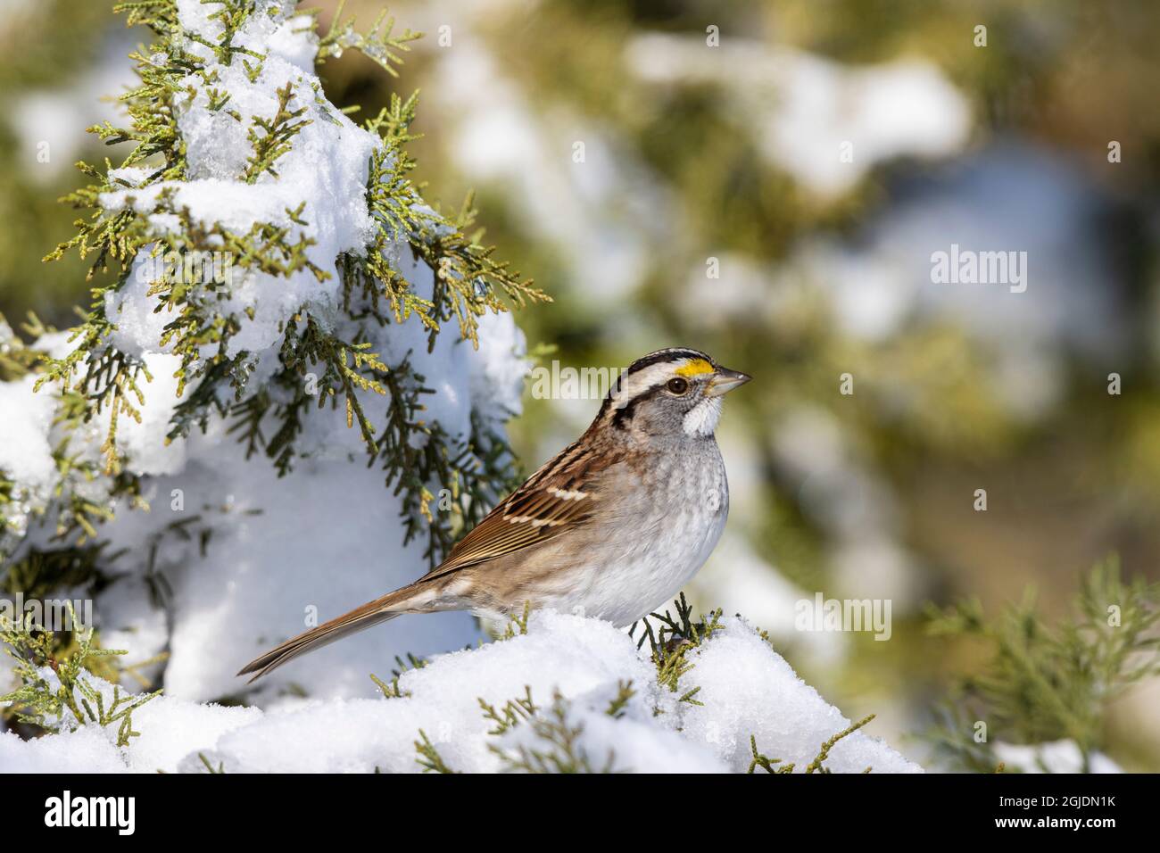 Sparrow (Zonotrichia leucofrys) in cedro in inverno, Marion County, Illinois. Foto Stock