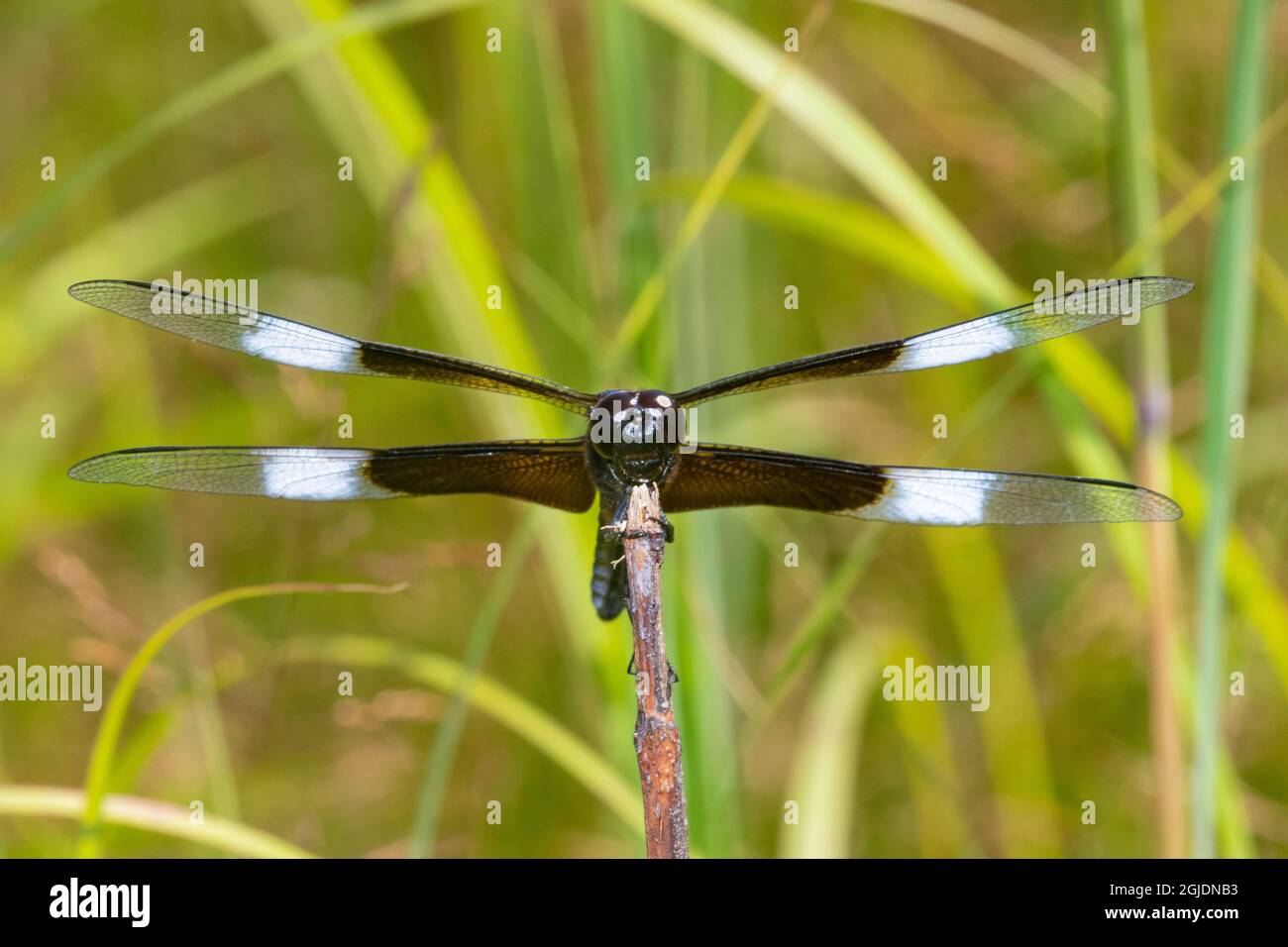 Vedova Skimmer (Libellula luctosa) maschio, Marion County, Illinois. Foto Stock