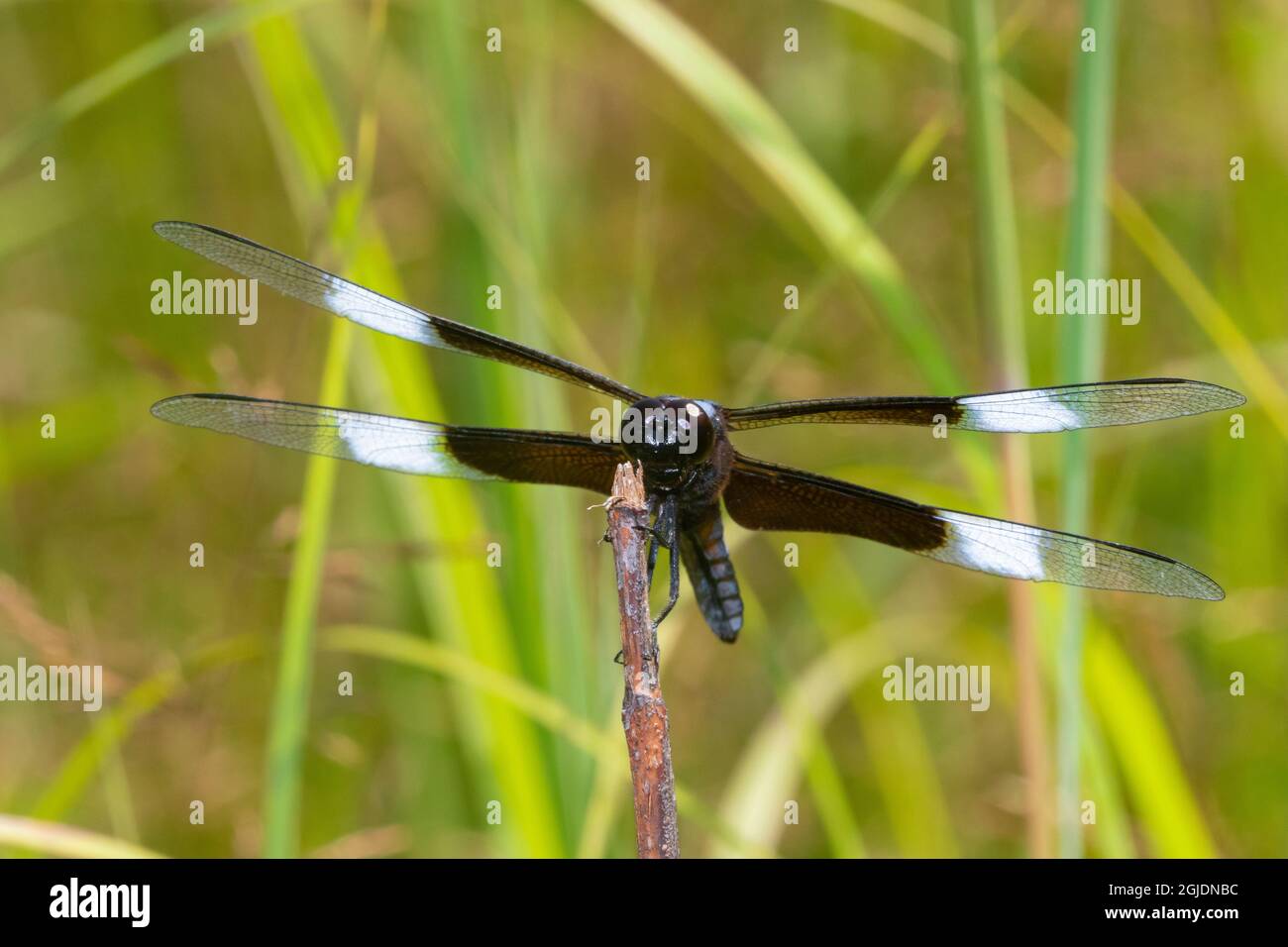 Vedova Skimmer (Libellula luctosa) maschio, Marion County, Illinois. Foto Stock