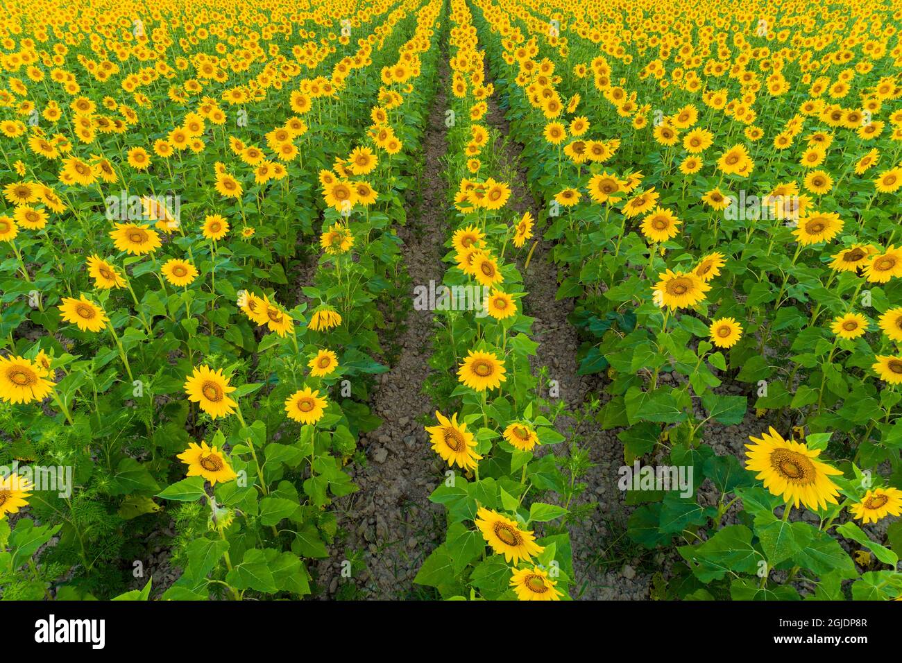 Vista aerea del Sunflower Field Sam Parr state Park, Jasper County, Illinois. Foto Stock