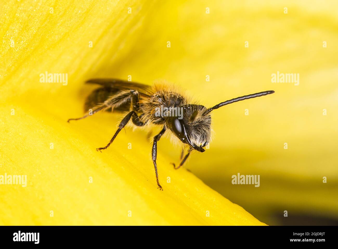 Ape mineraria (Andrena helvola) Foto: OLA Jennersten / TT / code 2754 Foto Stock