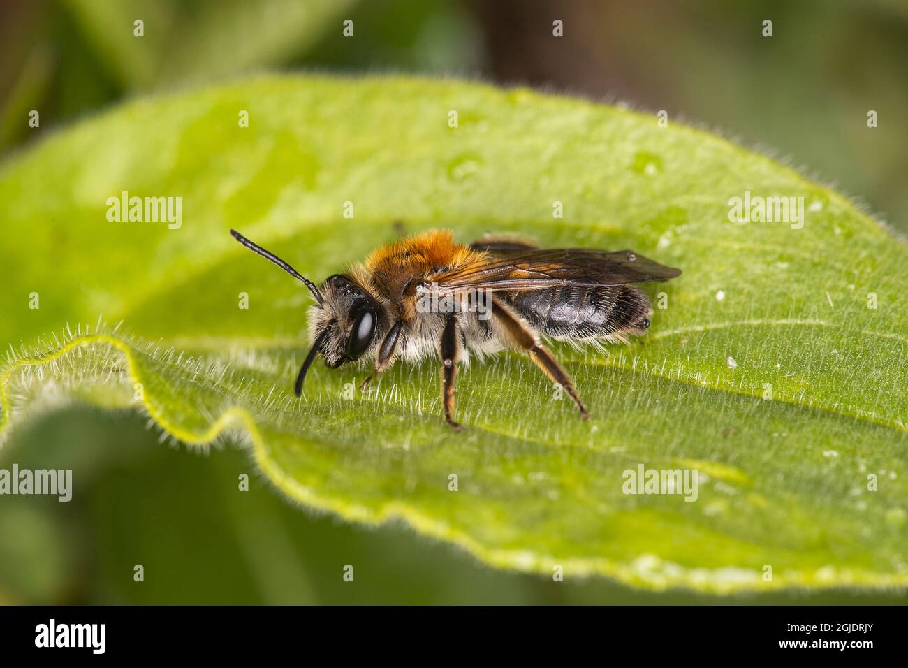 Ape mineraria (Andrena helvola) Foto: OLA Jennersten / TT / code 2754 Foto Stock