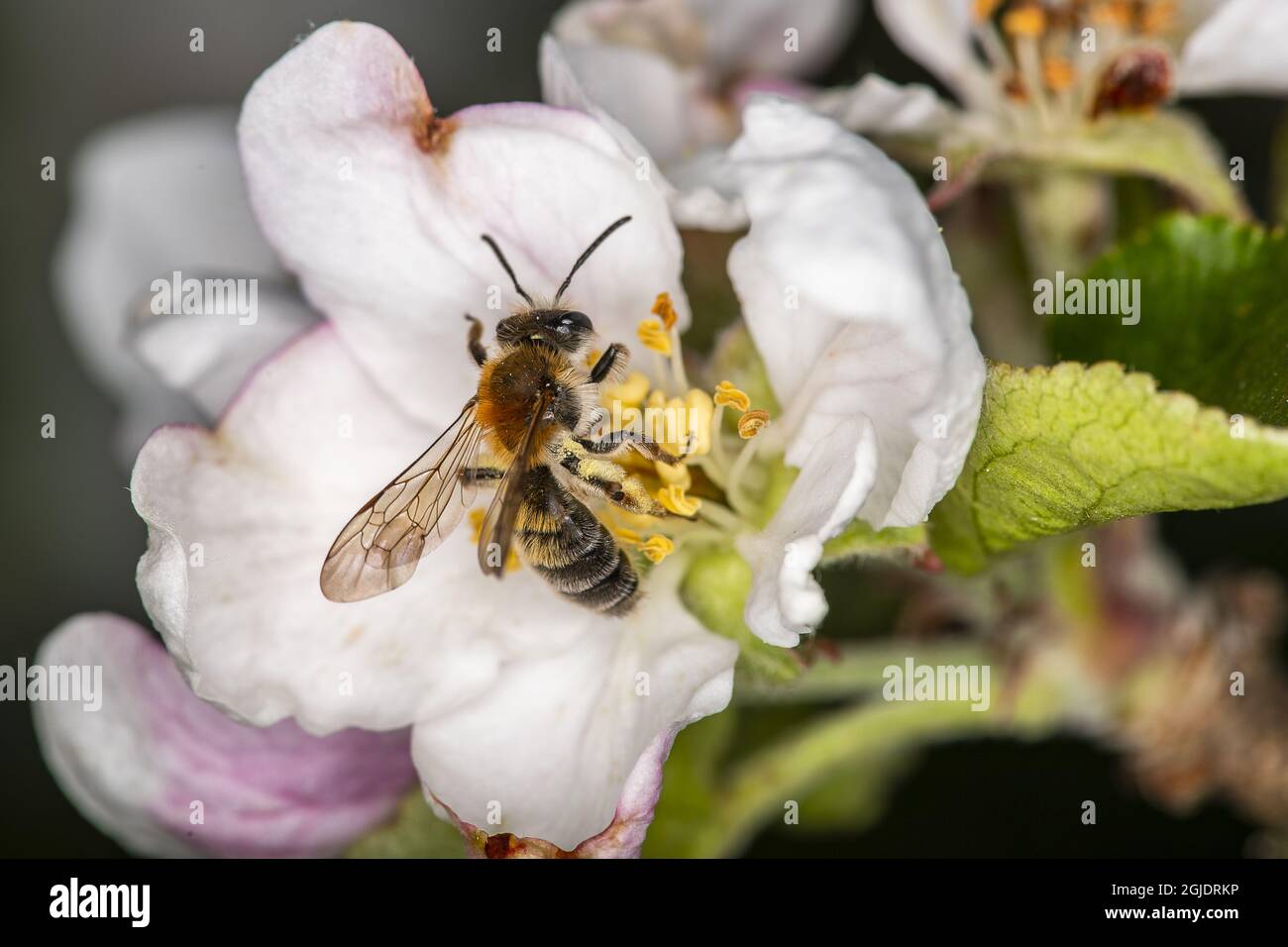 Ape mineraria (Andrena helvola) on (Malus domestica) Photo: OLA Jennersten / TT / code 2754 Foto Stock