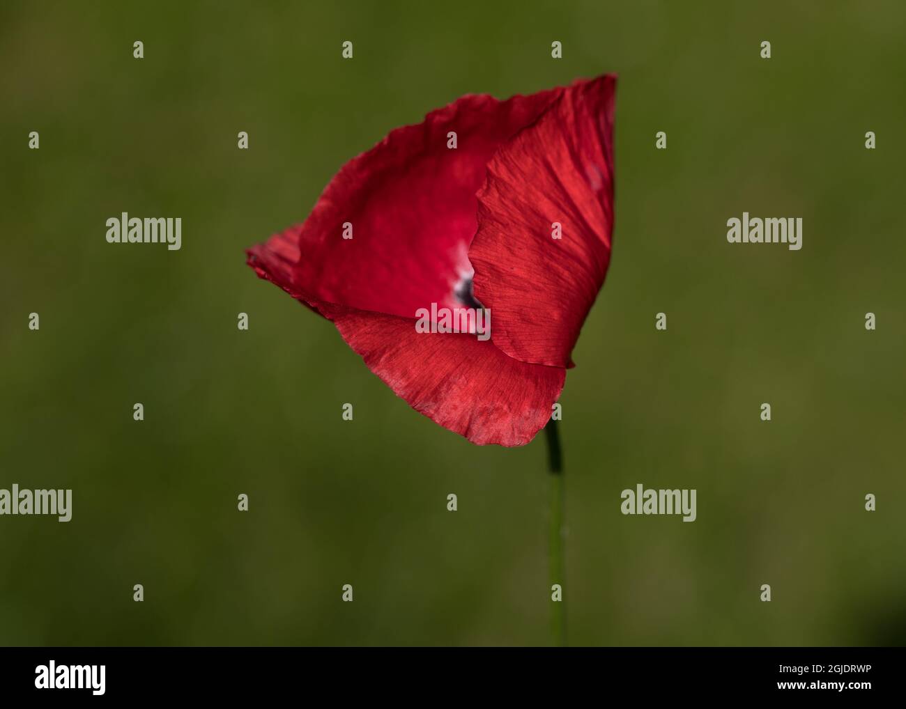 Flower power Foto Stock