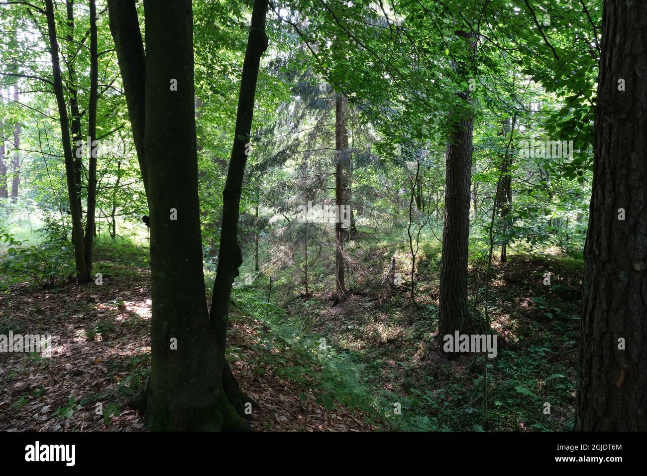 Polom, Polonia - 16 luglio 2021: Un percorso fortificato tedesco ben conservato nella foresta di Szczytno. Posizione della linea di difesa strategica. Bunker, casemate Foto Stock