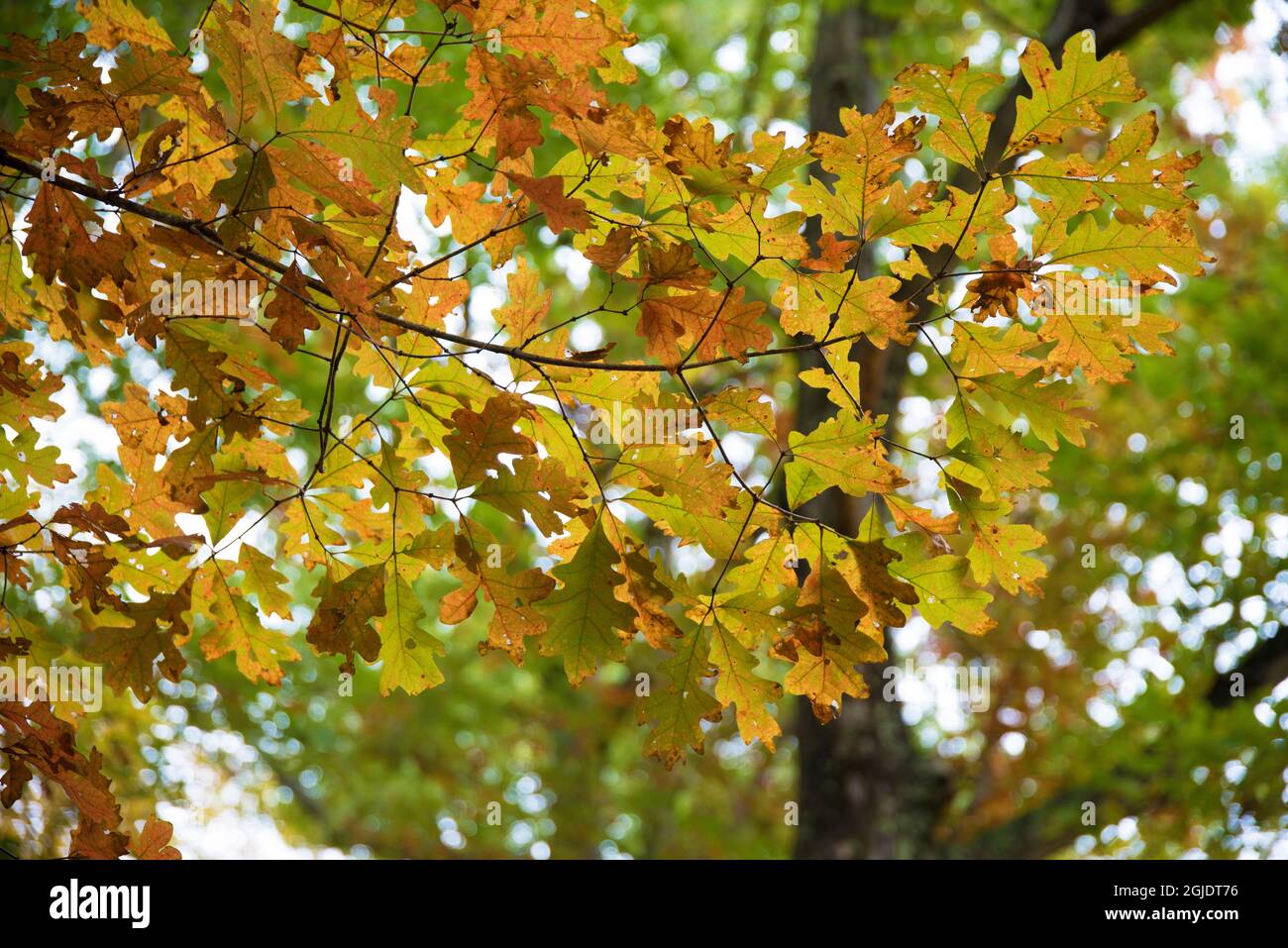 Illuminazione Autumn Yellow Foliage retroilluminata a Clifty Creek Park, Indiana meridionale Foto Stock