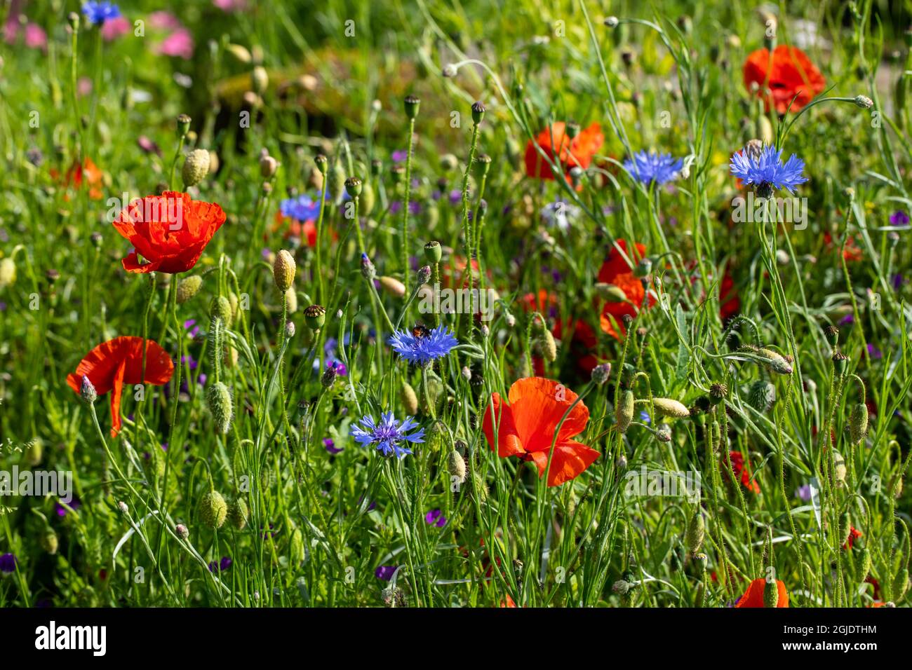 Flower power Foto Stock