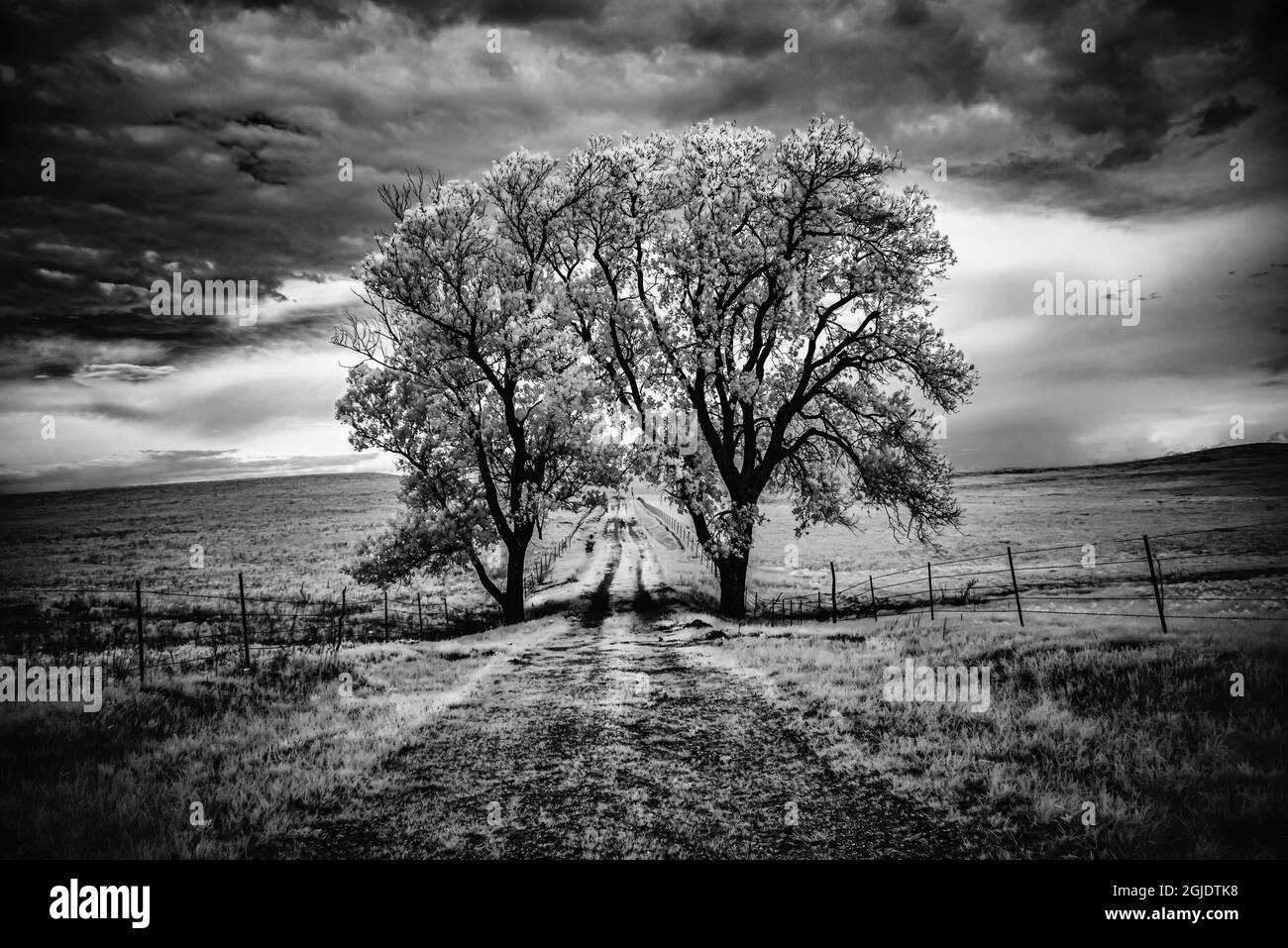 Due grandi alberi di cottonwood arcate sopra la strada. Foto Stock
