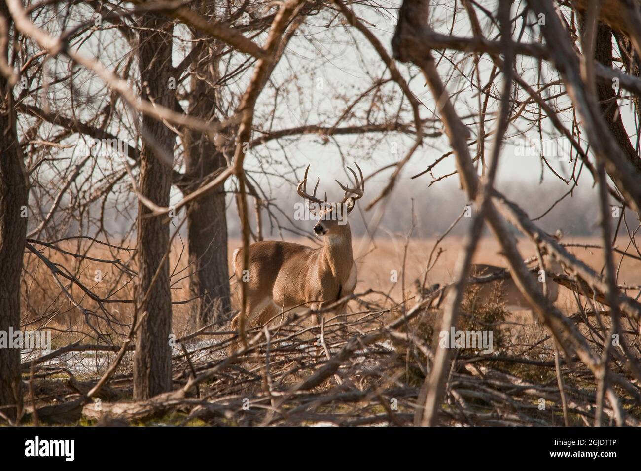 Buck dalla coda bianca che tiene d'occhio i predatori, doe sullo sfondo. Foto Stock