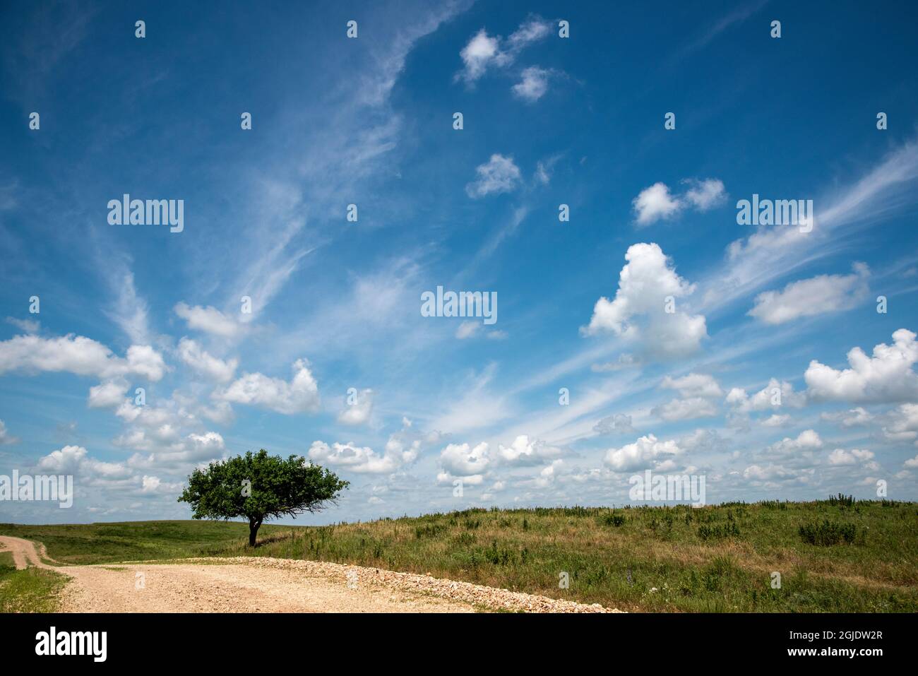 Piccolo albero sulla strada e un'ampia vista aperta del cielo e delle nuvole Foto Stock