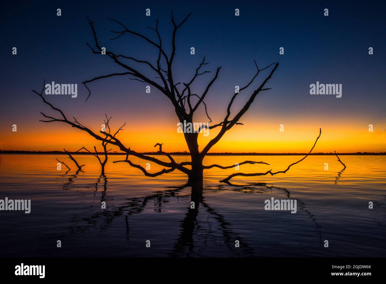 Vecchio albero in acqua. Foto Stock