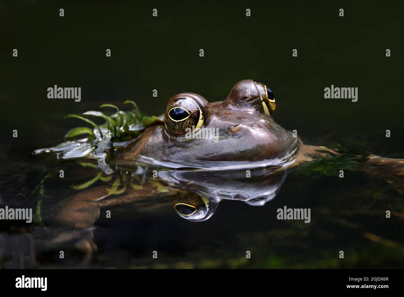 Rana verde, riserva naturale di Creasey Mahan, Kentucky Foto Stock