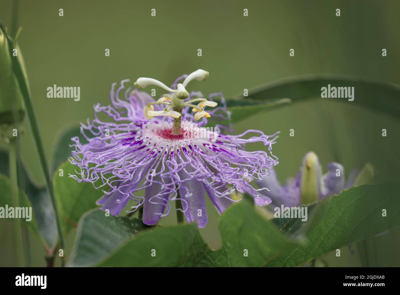 Passion flower, Passiflora, Creasey Mahan Nature Preserve, Kentucky, White Morning Glory flowers and Ironweed, Creasey Mahan Nature Preserve, Kentucky Foto Stock
