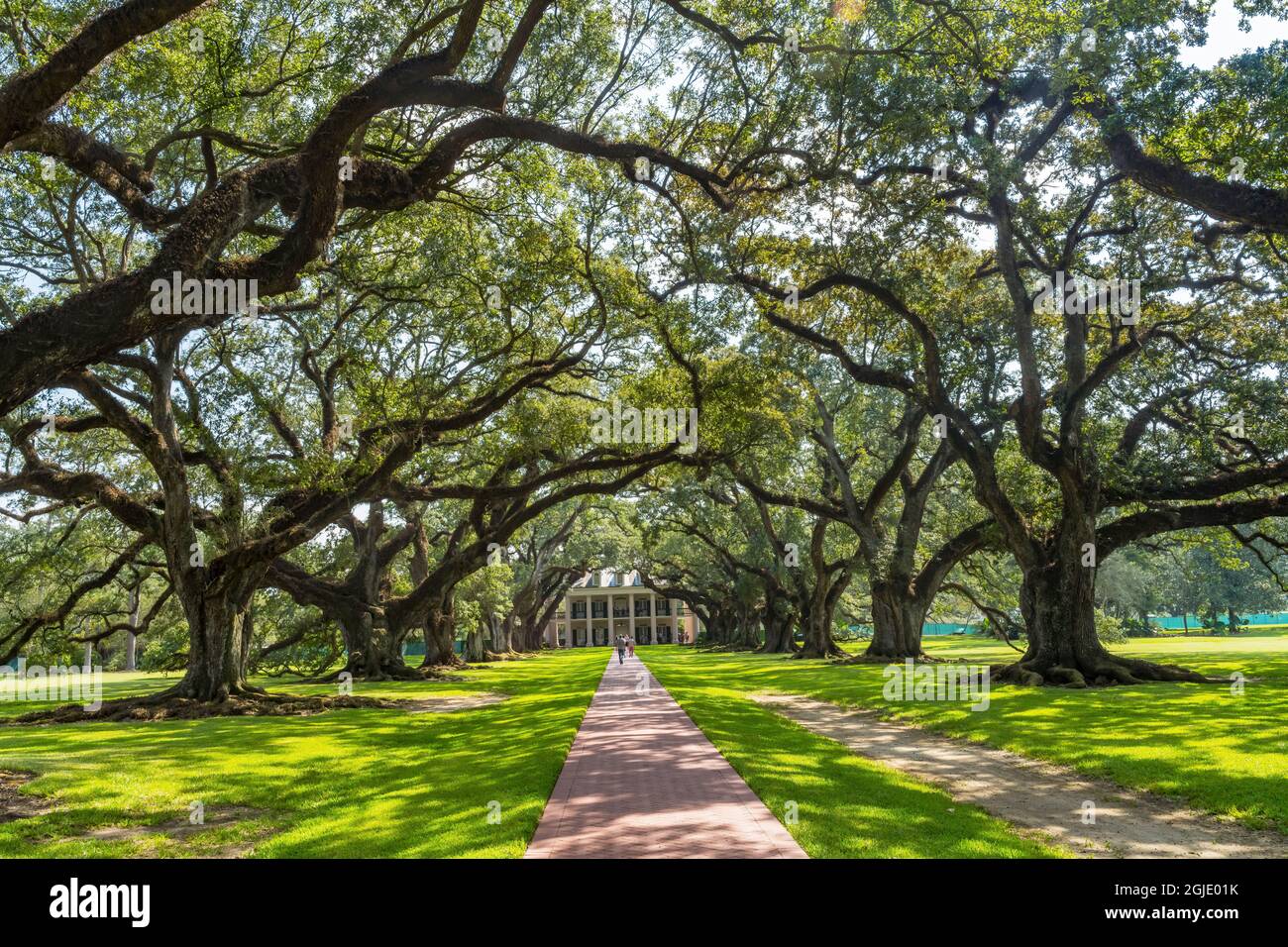 Alberi di quercia in Oak Alley Plantation House, Vacherie, Saint James Parish, Louisiana. Piantagione di zucchero costruita all'inizio del 1800 basata sulla schiavitù. Piantagione Foto Stock