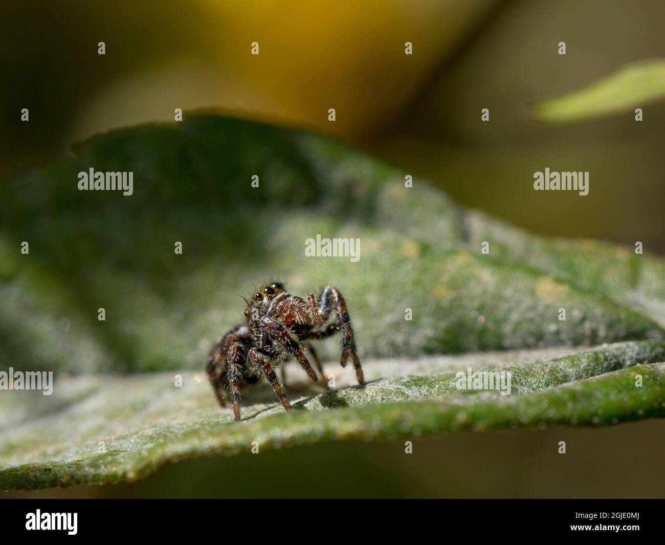 Saltando ragno, occhi più grandi visibili, Maine Foto Stock