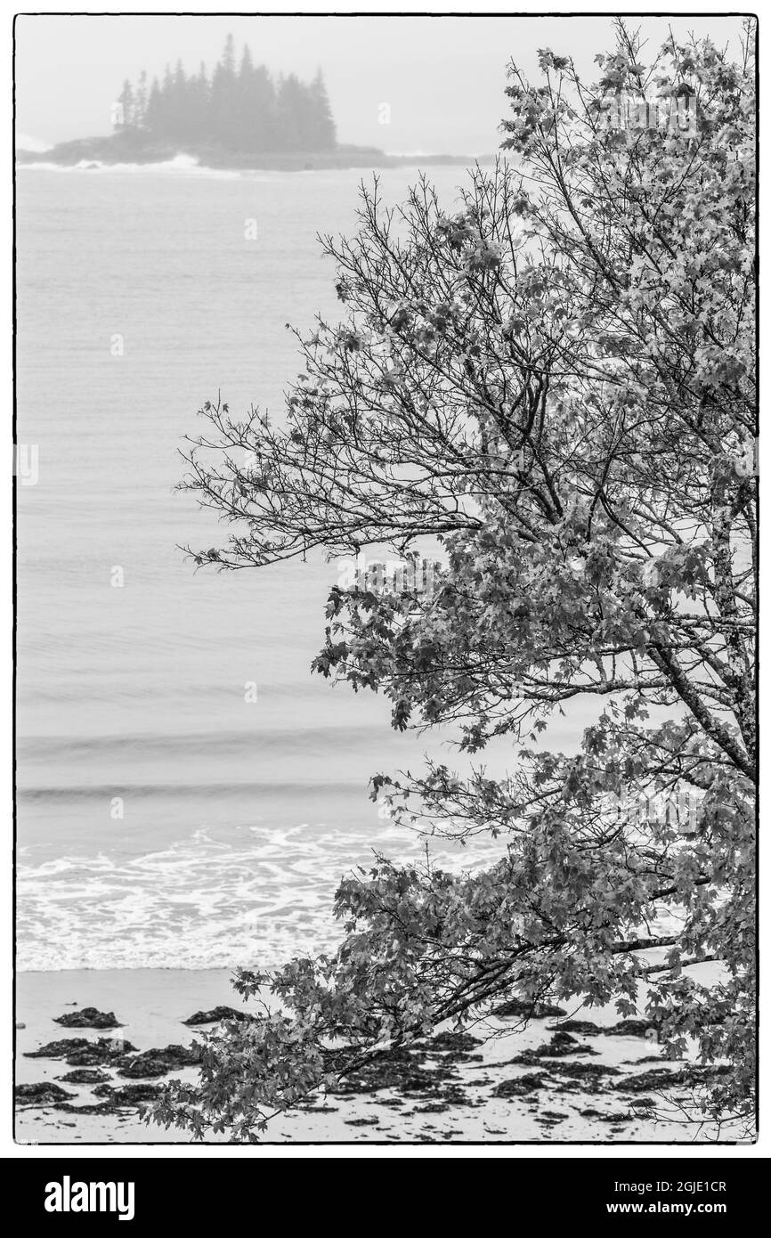 USA, Maine, Mt. Desert Island. Porto di foche con fogliame autunnale. Foto Stock