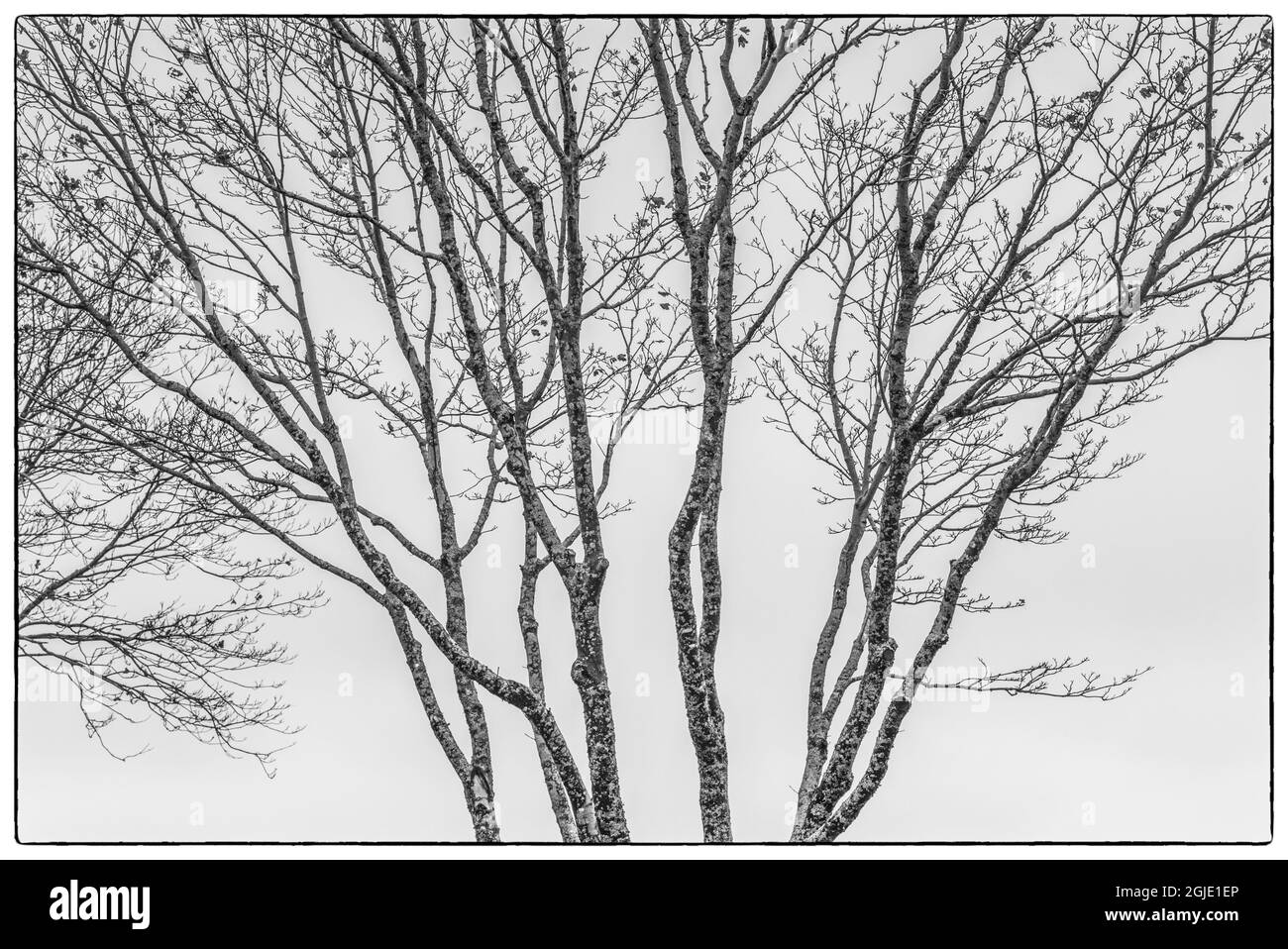USA, Maine, Mt. Desert Island, Bernard. Sagome degli alberi in autunno. Foto Stock