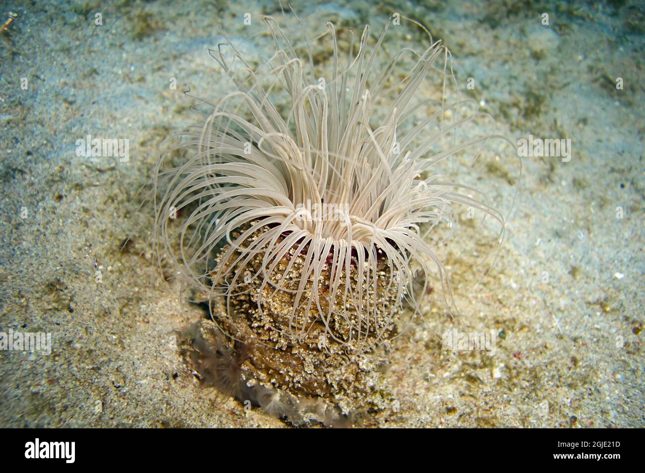 Anemone sul fondo del mare filippino 13 gennaio 2012 Foto Stock
