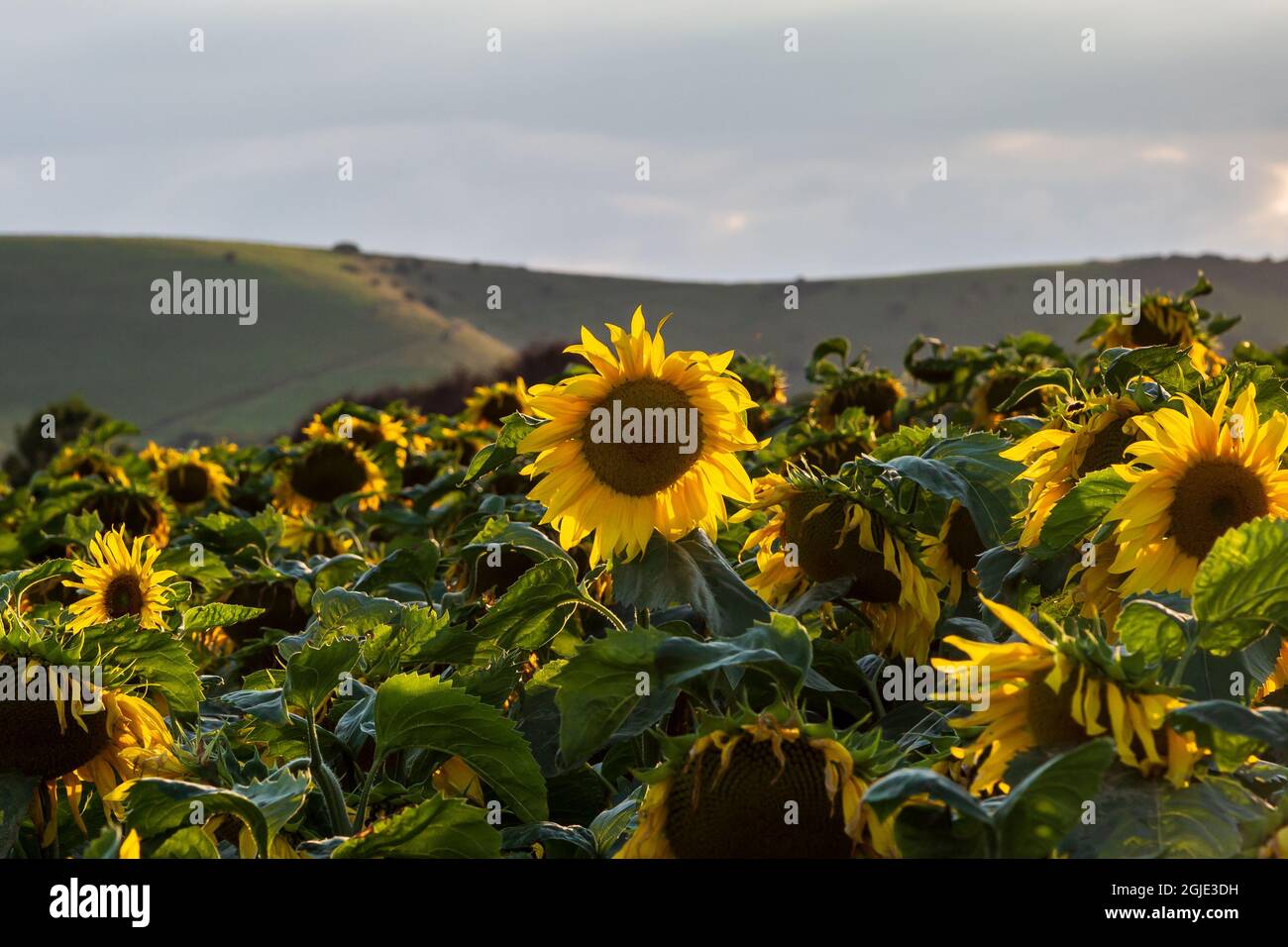 Un campo di girasole nel South Downs vicino Lewes, in una serata estiva Foto Stock