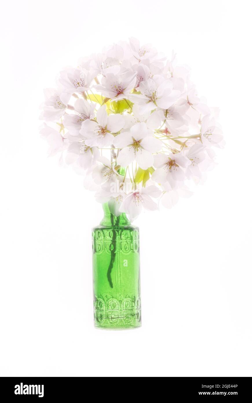 USA, Maryland, Bethesda. Vaso verde con fiori di ciliegio Foto Stock