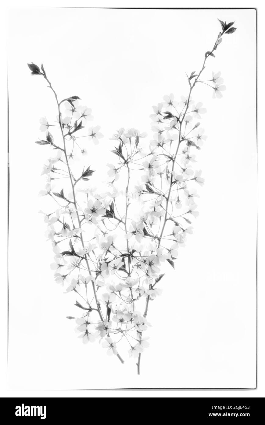 USA, Maryland, Bethesda. Fiori di ciliegio in bianco e nero Foto Stock