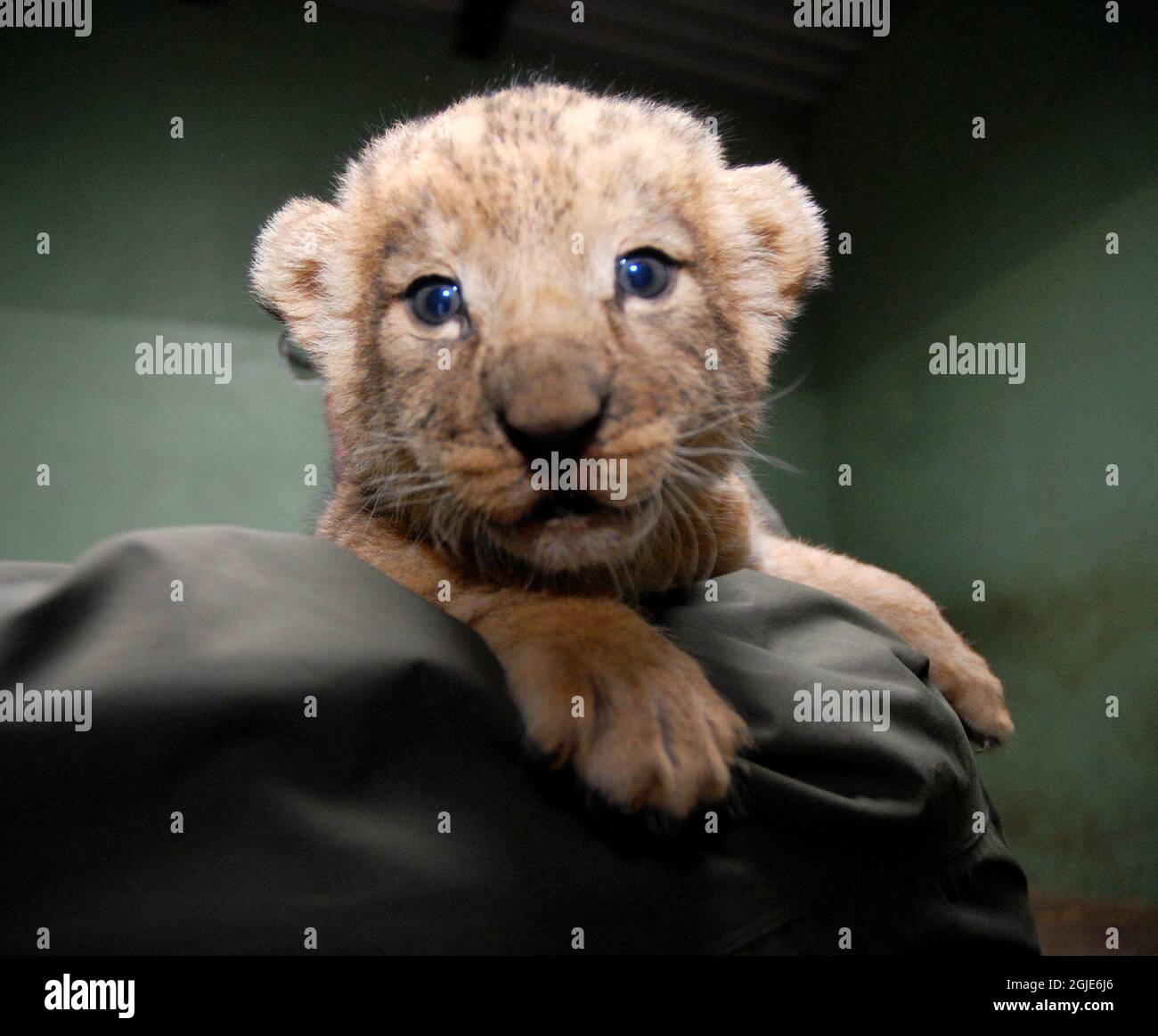 Uno dei cucciolo di leone appena nati è stato presentato quando Kolmarden zoo in Svezia aperto per la stagione Foto Stock