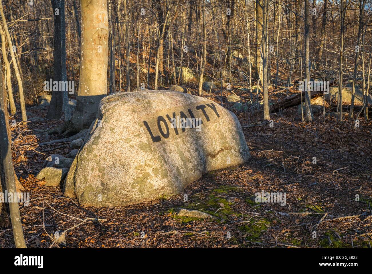 USA, Massachusetts, Cape Ann, Gloucester. Dogtown Rocks, detto ispiratore scolpito su massi negli anni '20, ora in un parco pubblico della città, 'Loyalty'. Foto Stock