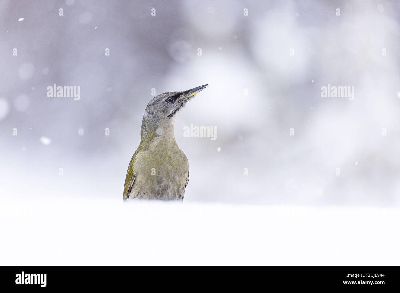 Picus canus Foto: OLA Jennersten /TT / code 2754 Foto Stock