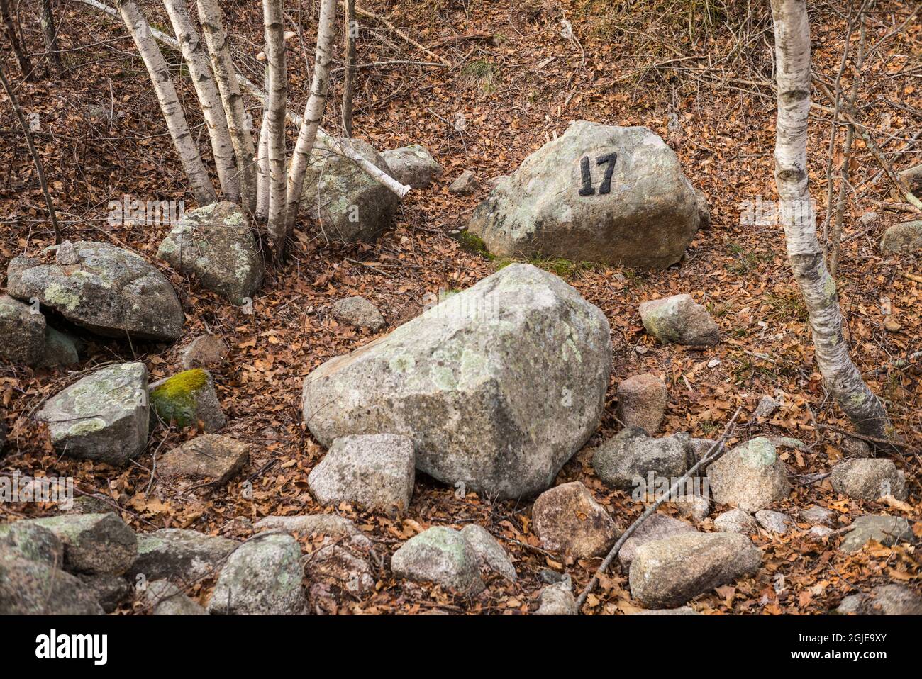 USA, Massachusetts, Cape Ann, Gloucester. Dogtown Commons, casa di fondazione marker 17, rovine di vecchia proprietà Foto Stock