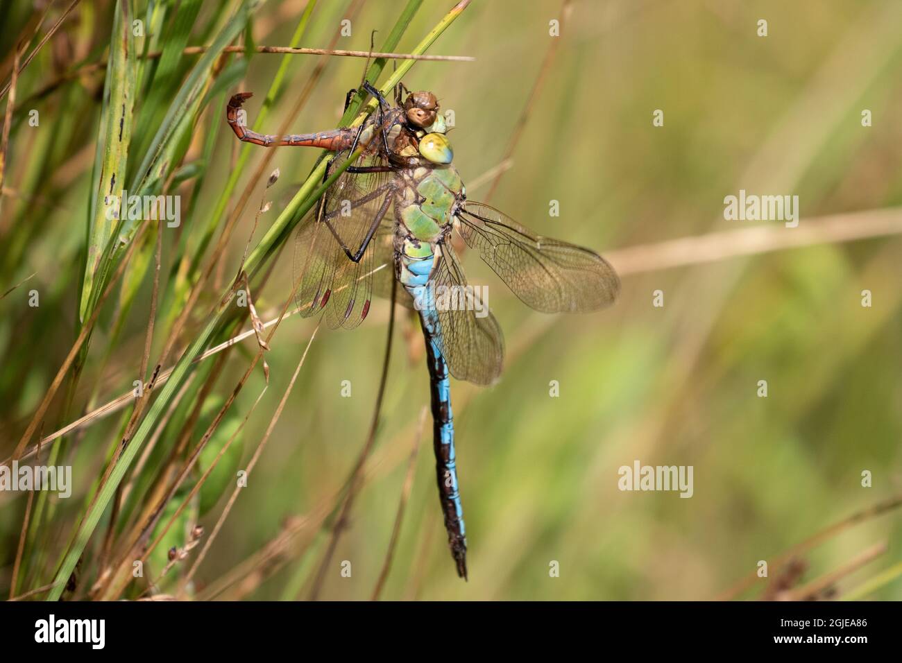L'imperatore libellula che mangia un darter Comm Foto Stock