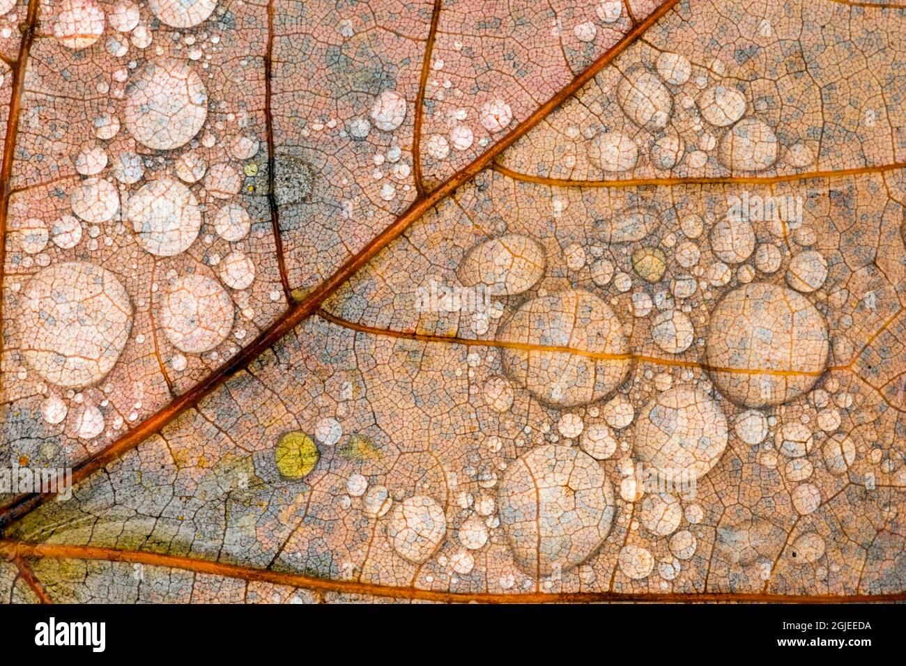 Primo piano delle gocce d'acqua e del disegno della vena sulla foglia d'acero d'autunno, Hiawatha National Forest, Upper Peninsula del Michigan Foto Stock