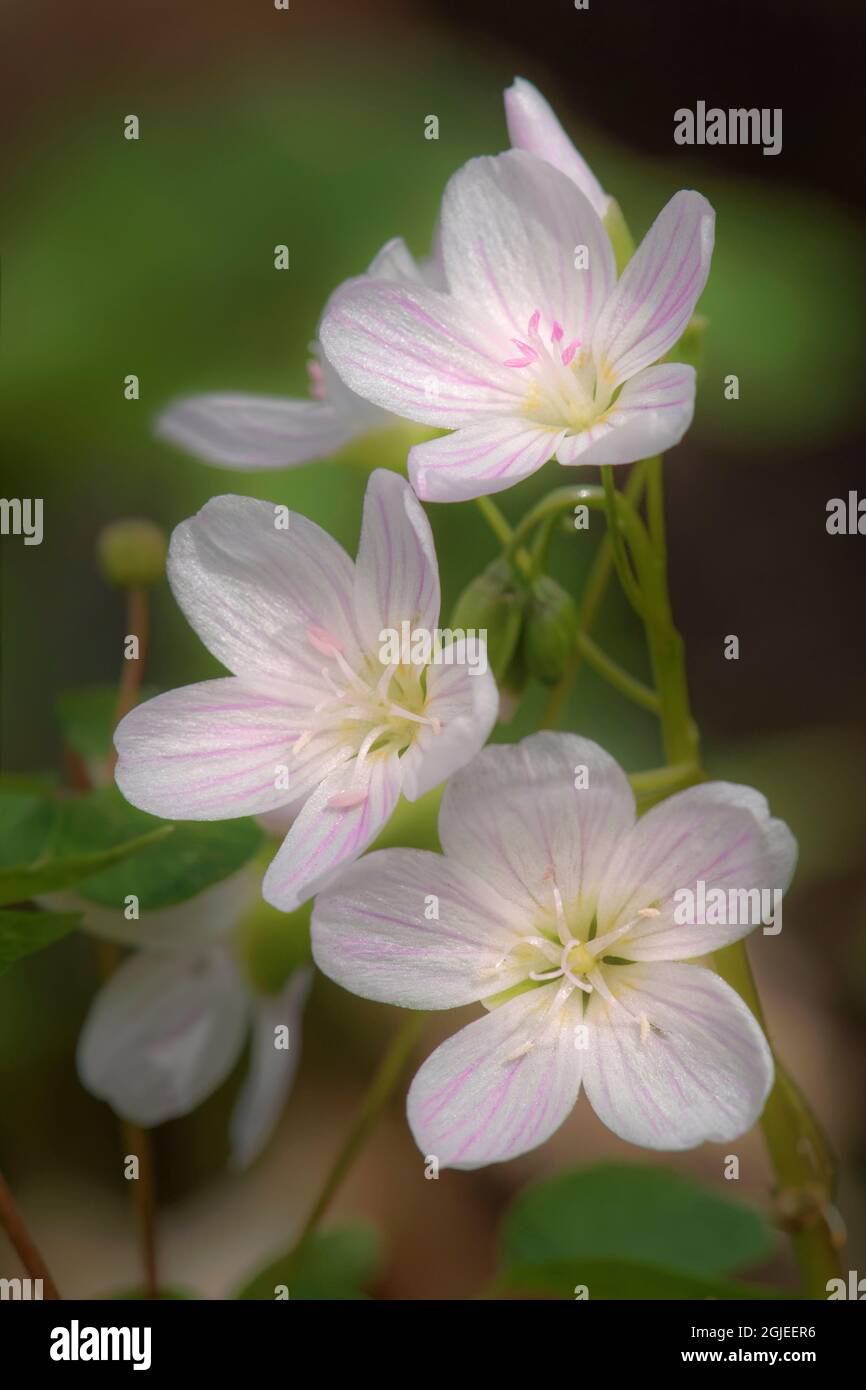 Trio di bellezze primaverili, Michigan, Claytonia virginica Foto Stock