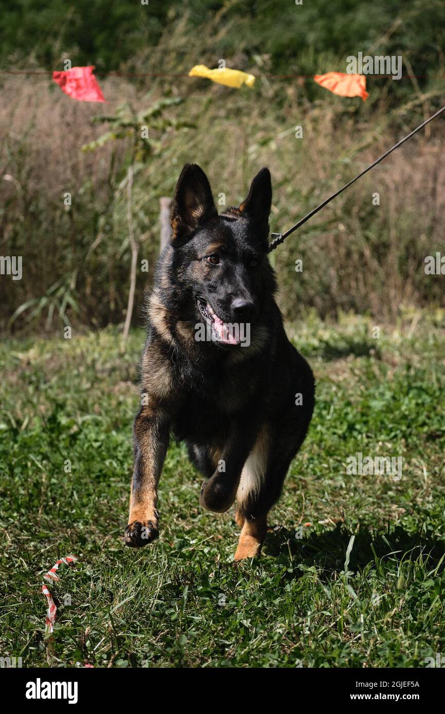 Pastore tedesco di lupo grigio zonale di allevamento funziona su erba in campo allo spettacolo del cane. Bella razza di cani di servizio. Foto Stock