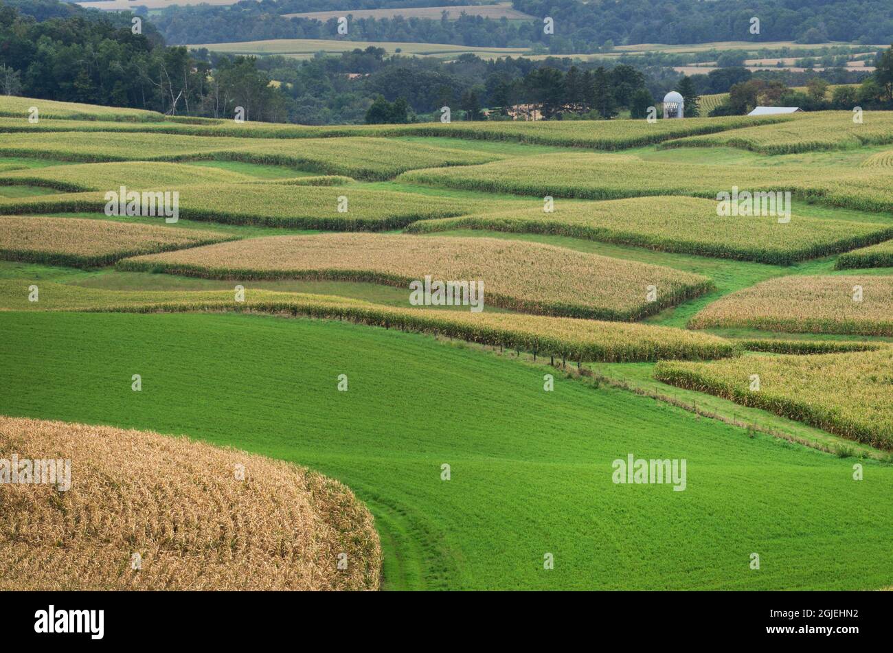 USA, Minnesota. Terreni agricoli ondulati con campi di patchwork di mais. Foto Stock