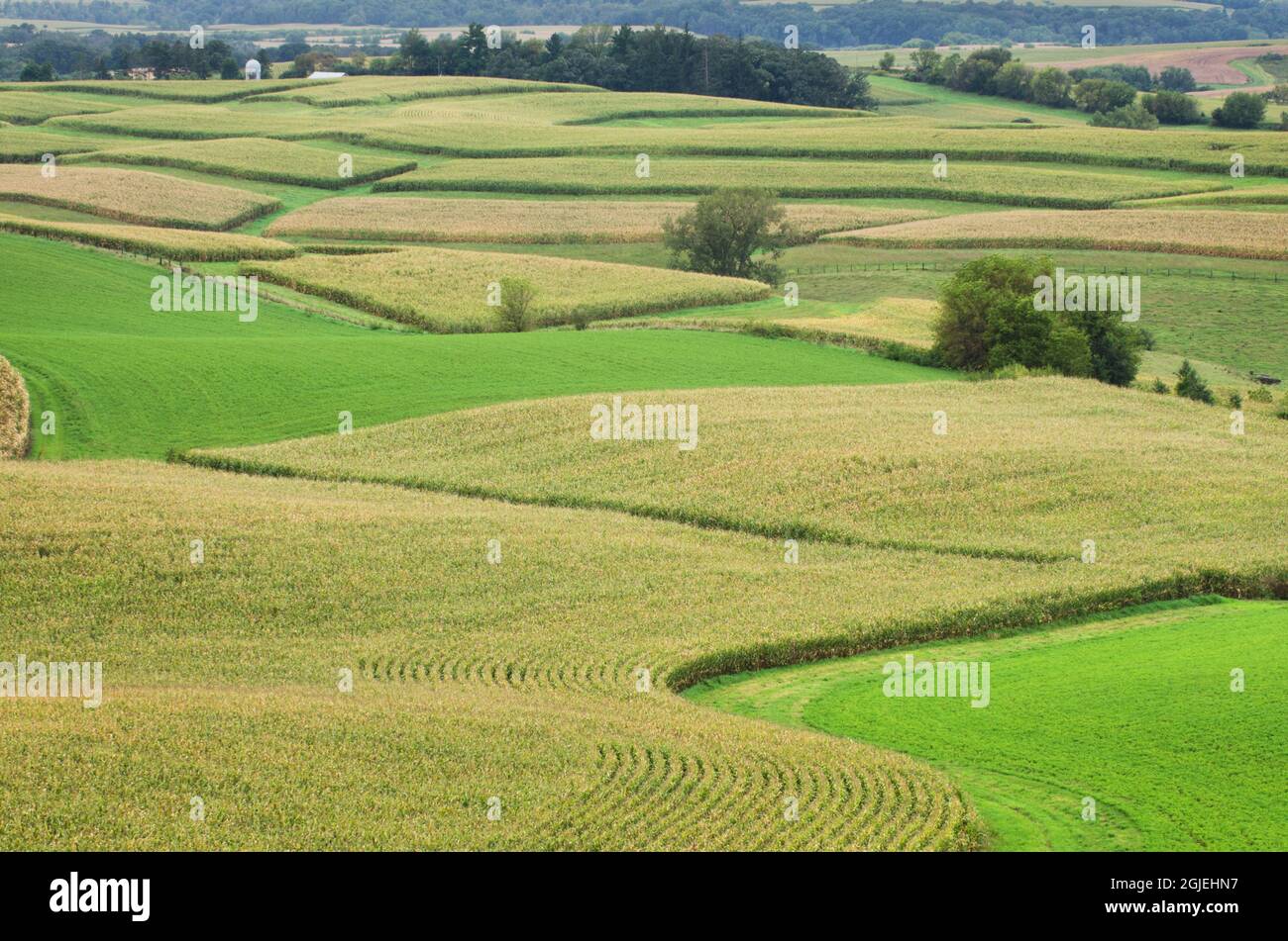USA, Minnesota. Terreni agricoli ondulati con campi di patchwork di mais. Foto Stock