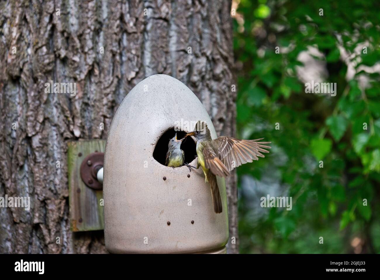 USA, Minnesota, Mendota Heights, Mohican Lane, Great-crested Flycatcher che alimenta Chick Foto Stock