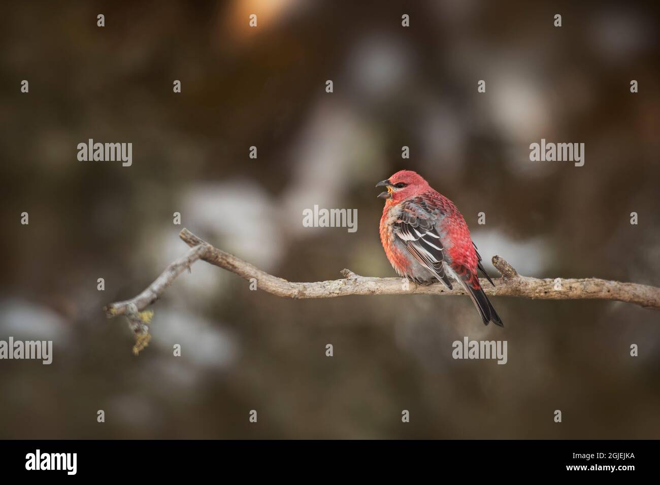 USA, Minnesota, Sax-Zim Bog. Pino grosbeak maschio canto. Credit as: Don Grall / Galleria Jaynes / DanitaDelimont.com Foto Stock