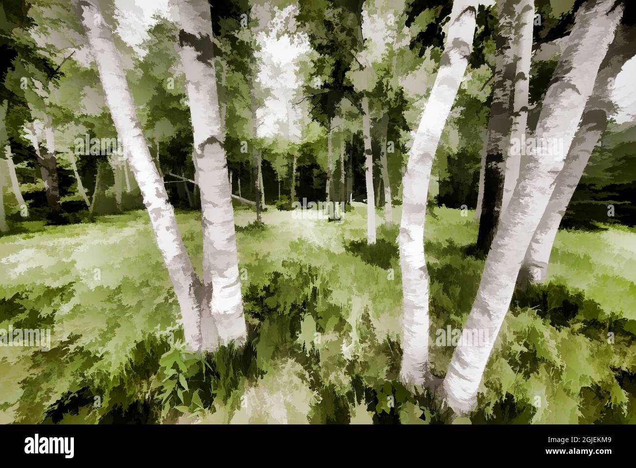 USA, Minnesota, Hinckley. Abstract degli alberi di betulla. Foto Stock