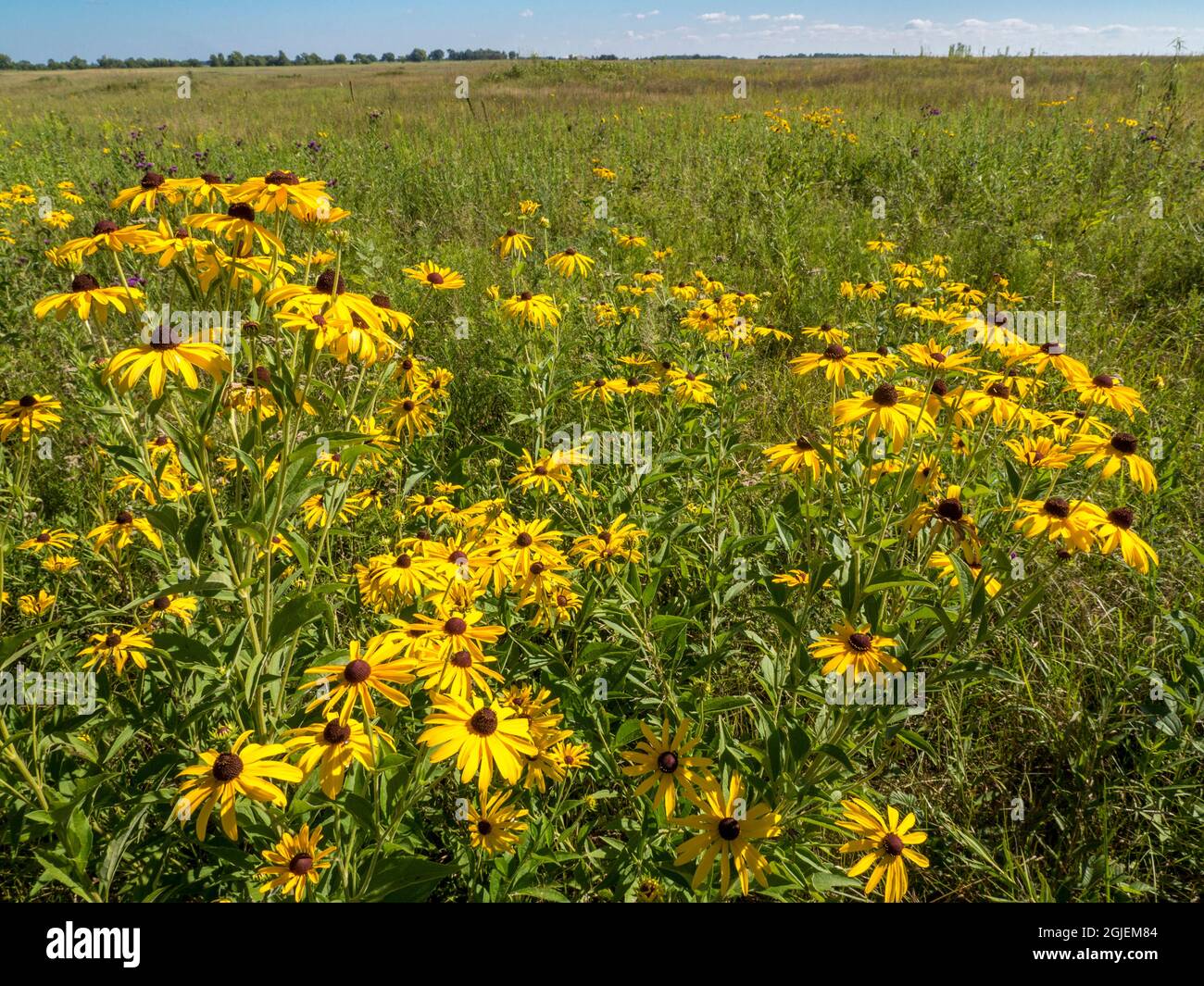 Diamond Grove Prairie Conservation Area, Diamond, Missouri Foto Stock