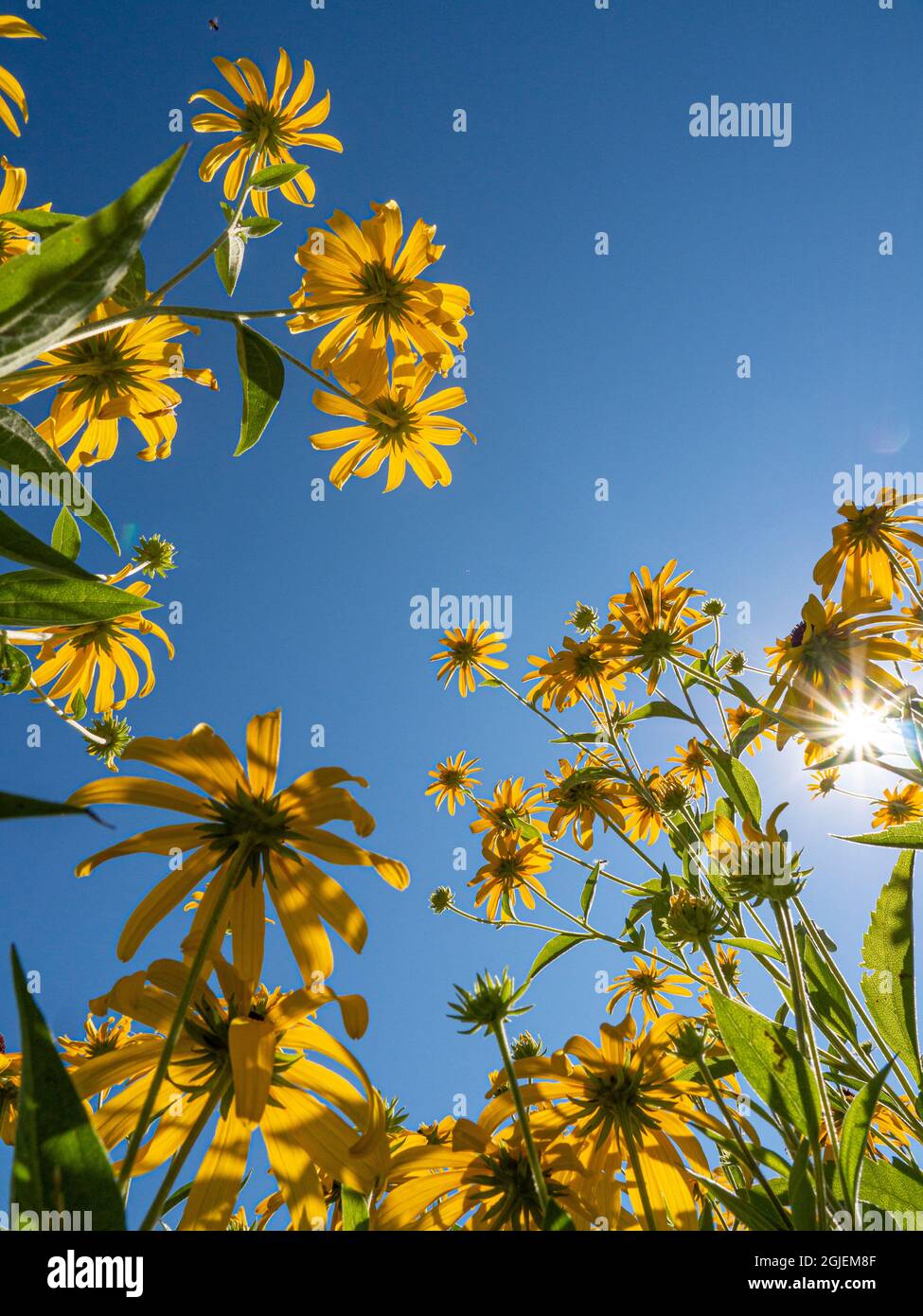 Diamond Grove Prairie Conservation Area, Diamond, Missouri Foto Stock