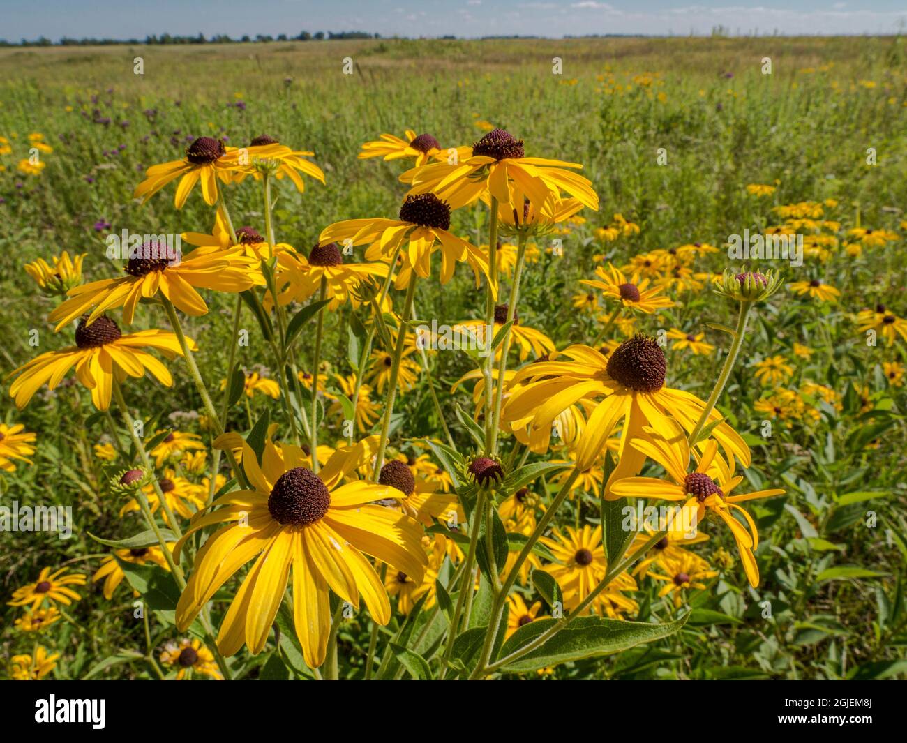 Diamond Grove Prairie Conservation Area, Diamond, Missouri Foto Stock