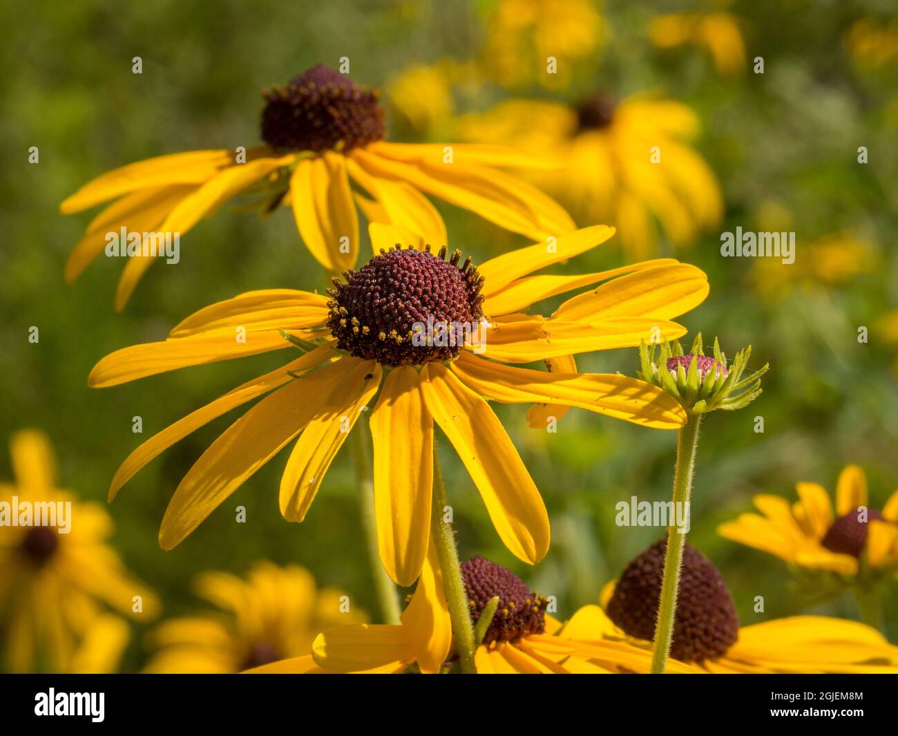 Diamond Grove Prairie Conservation Area, Diamond, Missouri Foto Stock