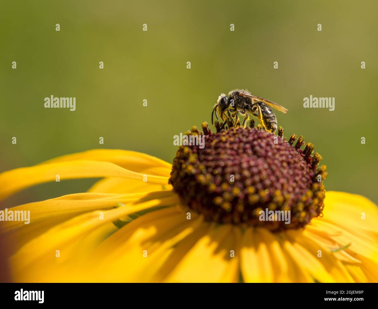 Diamond Grove Prairie Conservation Area, Diamond, Missouri Foto Stock
