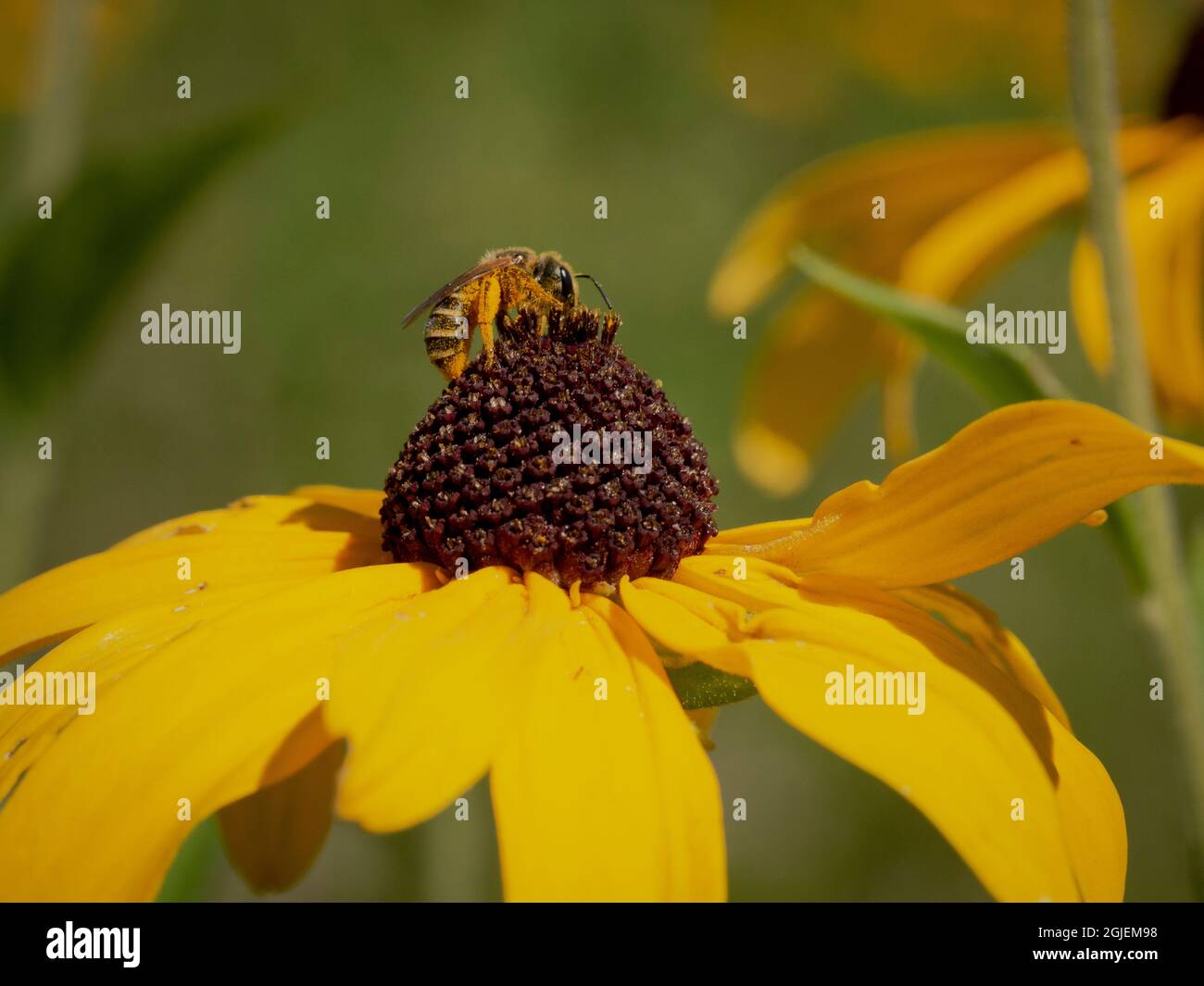 Diamond Grove Prairie Conservation Area, Diamond, Missouri Foto Stock