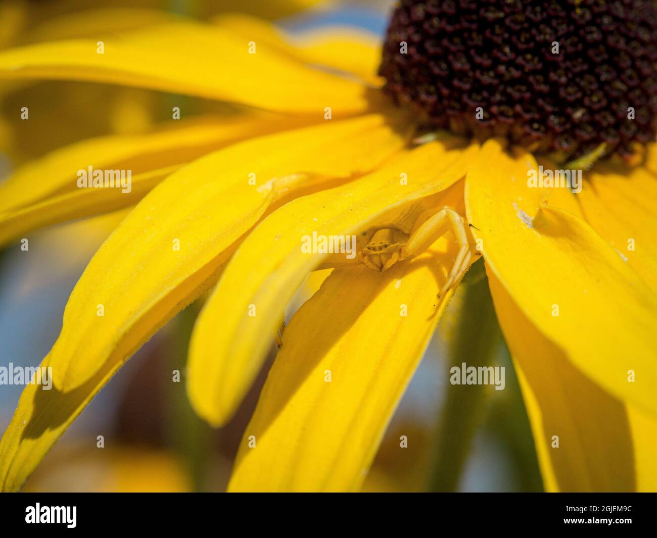 Diamond Grove Prairie Conservation Area, Diamond, Missouri Foto Stock
